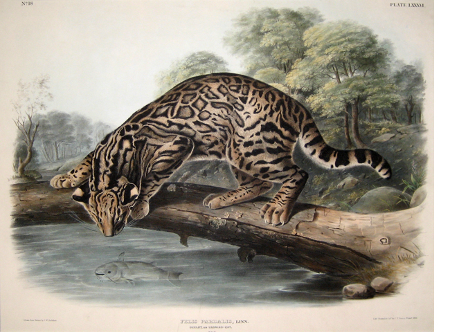 Ocelot